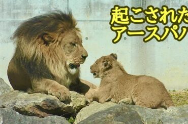 眠るアースパパ　こどもに起こされる【のんほいパーク】Lion Earth Silk Den Al Vega Toyohashi Zoo