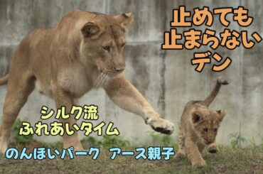 のんほいパーク　止めても止まらないデン　シルク流ふれあいタイム　アース親子　Earth＆Silk’s Lion family at Toyohashi Zoo