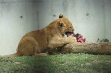 2026.3.22(日)　ライオンの食事２　アース怒る　のんほいパーク
