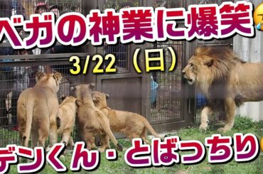 ベガちゃんの神業に爆笑🤣【デンくん・とばっちり🤜】 #のんほいパーク #シルク  #ライオン #アース #旭山動物園 #桐生が岡動物園 #安佐動物園 #lion  #茶臼山動物園 #動物園 #肉