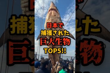 日本で捕獲された巨大生物TOP5#shorts