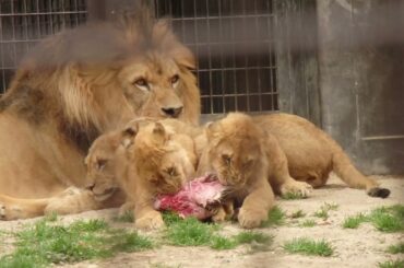 2026.3.22(日)　ライオンの食事３　のんほいパーク