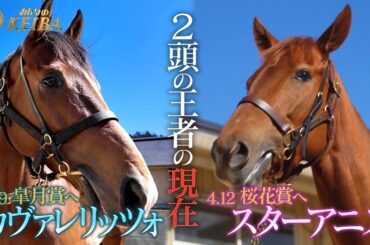 【春クラシック特別企画！2頭の王者の現在】カヴァレリッツォ＆スターアニス