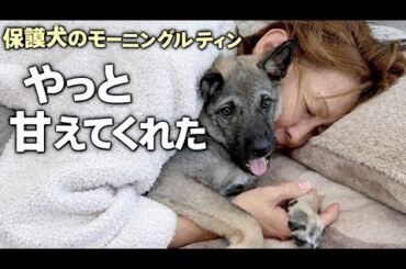 保護犬のモーニングルーティン｜初めての手作り朝ごはんと、やっと甘えてくれた朝