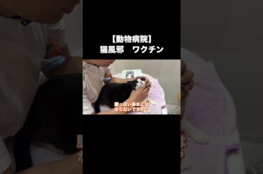 【猫風邪】くしゃみ、鼻水が止まらない猫がワクチン接種に来ました
