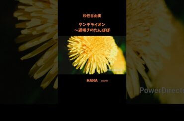 #ダンデライオン〜遅咲きのたんぽぽ#松任谷由実 #原田知世#JUJU#上白石萌音#德永英明#堀ちえみ#安達祐実#昭和の名曲#懐メロ#昭和の歌謡曲#cover