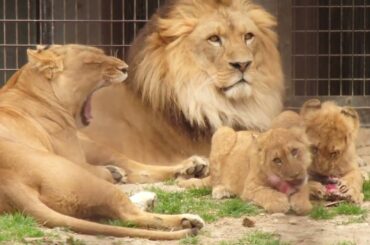 2026.3.22(日)　ライオンの食事５　のんほいパーク