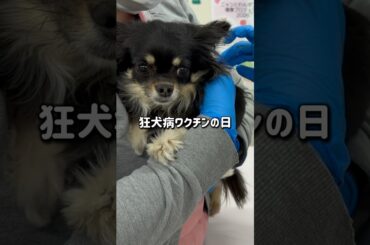 狂犬病ワクチン接種よく頑張りました💉　#チワワ #犬のいる生活 #shorts #可愛い犬