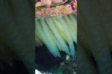 ウネリでゆらゆら“ヤリイカの卵塊”【なぎさひろい】ファンダイビングツアー！厨ビーチ(福井県越前町)26.3.12