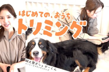 【超大型犬】「もうやらなーい！」と言いつつ頑張った2人の結果はー！？