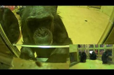 （チンパンジーのお勉強）ローラの日