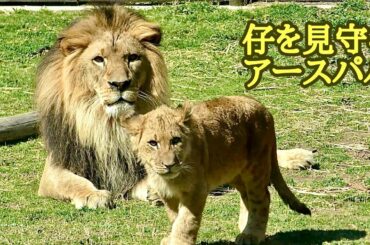 アースパパはみんなを見守っています【のんほいパーク】Earth Silk Den Al Silk Toyohashi Zoo