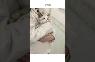 子猫ワクチン接種の日🐈🌸【ラグドール】