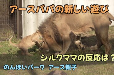 のんほいパーク　アースパパの新しい遊び　シルクの反応は？　アース親子　Earth＆Silk’s Lion family at Toyohashi Zoo