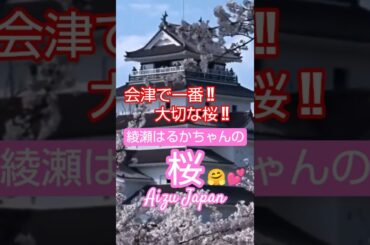 会津で一番大切な桜!! 🤗🌸『綾瀬はるかちゃんの桜』会津若松 鶴ヶ城 Japanese Superstar " Haruka Ayase" Sakura Japan !【会津若松】