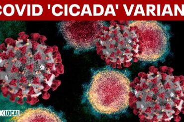 New COVID variant ‘Cicida’: What doctors say about symptoms, spread and risk