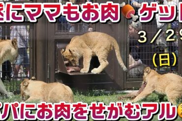 遂にママもお肉をゲット😋【パパにお肉をせがむアルくん】 #のんほいパーク #シルク  #ライオン #アース #旭山動物園 #桐生が岡動物園 #安佐動物園 #lion  #茶臼山動物園 #動物園 #肉