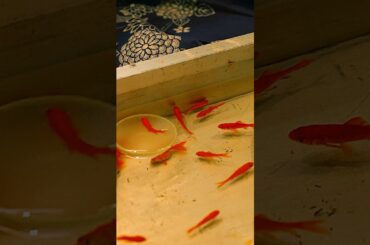 捕まえるのが特に難しい魚#shorts #有村架純