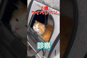 ワクチン接種をしに２歳のサイベリアンが動物病院にやって来た！