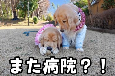 シャンプーやめて急遽病院