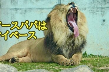 マイペースのアースパパ　こどもたちは遊び回っています【のんほいパーク】Lion Earth Silk Den Al Vega Toyohashi Zoo