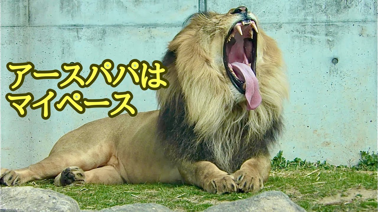 マイペースのアースパパ こどもたちは遊び回っています【のんほいパーク】Lion Earth Silk Den Al Vega Toyohashi Zoo マイペースのアースパパ こどもたちは遊び回っています【のんほいパーク】Lion Earth Silk Den Al Vega Toyohashi Zoo