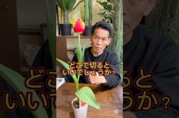 【チューリップ】葉っぱは枯れるまで取らないで #チューリップ #球根 #ガーデニング