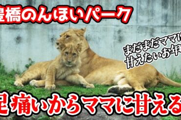 「ママ～、足が痛いよ～」先日の転落で足をケガしてしまったアルくん。歩き辛そうにしていますが…。しっかりママに甘えて(笑)のんびり過ごしておりました。はやくよくなってね～【のんほいパーク不定期巡回】