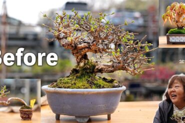 古いイボタよ甦れ【盆栽Q】