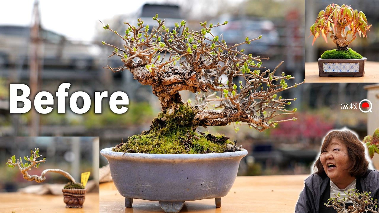 古いイボタよ甦れ【盆栽Q】 古いイボタよ甦れ【盆栽Q】