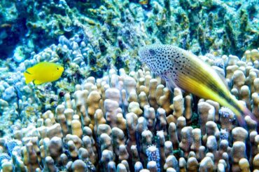 アオサンゴ群集で暮らす魚たち 2025.3.5 沖縄県名護市辺野古