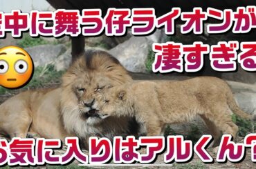 空中に舞う仔ライオンか凄すぎる😳【パパのお気に入りはアル？】 #のんほいパーク #ライオン #アース #旭山動物園 #桐生が岡動物園 #安佐動物園 #lion  #茶臼山動物園 #動物園 #空中