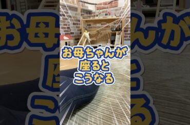 【100%乗る】お母ちゃんが床に座るとこうなる😂のんたまの愛が深すぎる‼️ #手乗りインコ