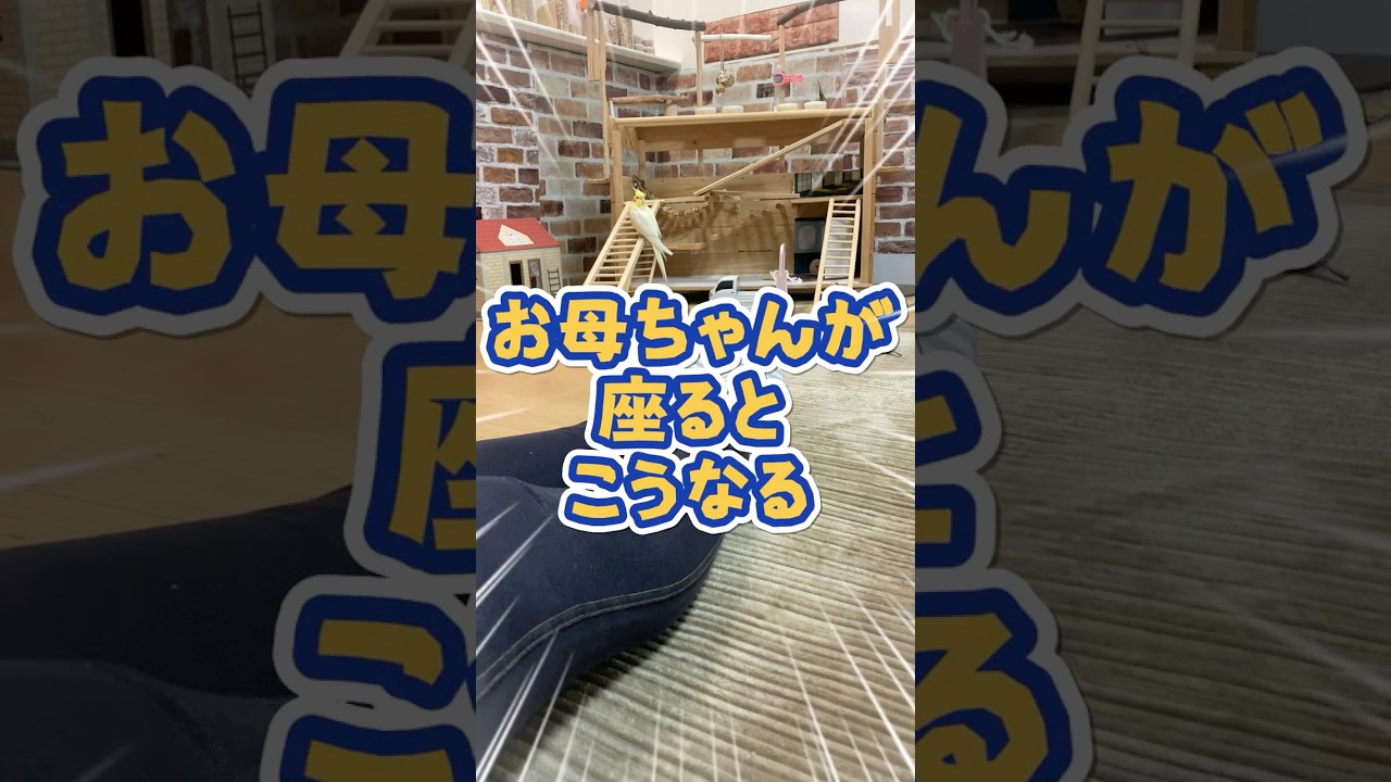 【100%乗る】お母ちゃんが床に座るとこうなる😂のんたまの愛が深すぎる‼️ #手乗りインコ 【100%乗る】お母ちゃんが床に座るとこうなる😂のんたまの愛が深すぎる‼️ #手乗りインコ