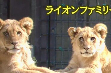 ライオンファミリー　みんなまったり中【のんほいパーク】Lion family Toyohashi Zoo