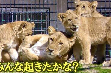 お昼寝から目覚めるライオンファミリー【のんほいパーク】Lion family Toyohashi Zoo