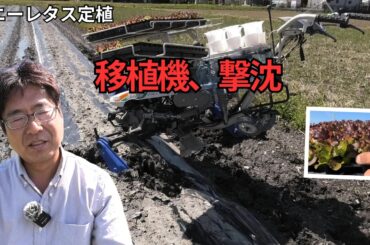 雨上がりの畑で地獄…サニーレタス定植が大失敗しました（2026.4.3）