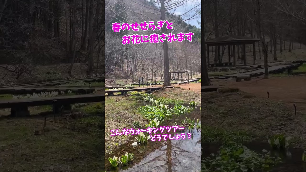 春のせせらぎと水芭蕉に癒される!那須塩原ウォーキングツアー / Healing Spring Stream Walking Tour in Nasushiobara 春のせせらぎと水芭蕉に癒される!那須塩原ウォーキングツアー / Healing Spring Stream Walking Tour in Nasushiobara