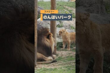 アースファミリー【のんほいパーク】 #のんほいパーク #三つ子   #ライオン #のんほい大好き  #旭山動物園 #桐生が岡動物園 #安佐動物園 #lion  #シルク #三つ子