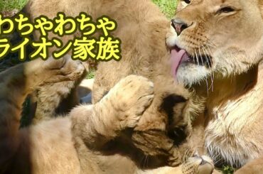 ライオンファミリー　わちゃわちゃ戯れています【のんほいパーク】Lion family Toyohashi Zoo