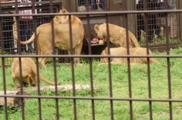 2026.4.5(日)　ライオン　エサやり　のんほいパーク