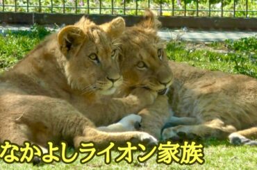 シルクママのそばで遊ぶチビーズライオンたち【のんほいパーク】Lion Silk Den Al Vega Toyohashi Zoo