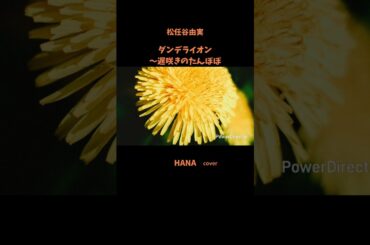 #ダンデライオン〜遅咲きのたんぽぽ#松任谷由実 #原田知世#JUJU#上白石萌音#德永英明#堀ちえみ#安達祐実#昭和の名曲#懐メロ#昭和の歌謡曲#cover