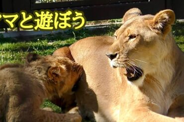 デンアルベガ　シルクママと遊ぶのが大好きです【のんほいパーク】Den Al Vega Silk Toyohashi Zoo