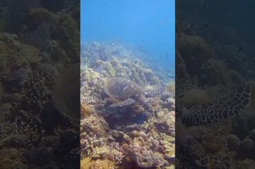 バリ島でウミガメに出会えるダイビング｜くらげ村の安心ツアー