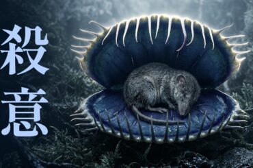 静寂の狩人たち：食虫植物の奇妙な進化 | 睡眠導入ドキュメンタリー