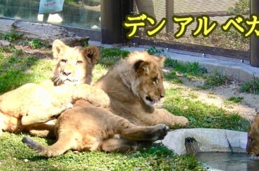 ライオンチビーズ　遊びまわる様子です【のんほいパーク】Lion baby Toyohashi Zoo