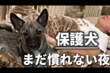 まだ仲良くなれてない保護犬が、パパ初めて一緒に寝た夜