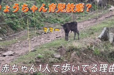【なぜ？】あんなに過保護だった「りょう」がいない。生後間もない赤ちゃんが一人で歩いている理由に、牛飼い驚愕。