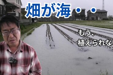また雨・・。畑が海になりました…夏野菜の定植が完全に止まっています（2026.4.10）